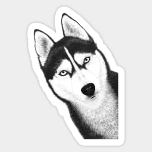 Black husky Sticker